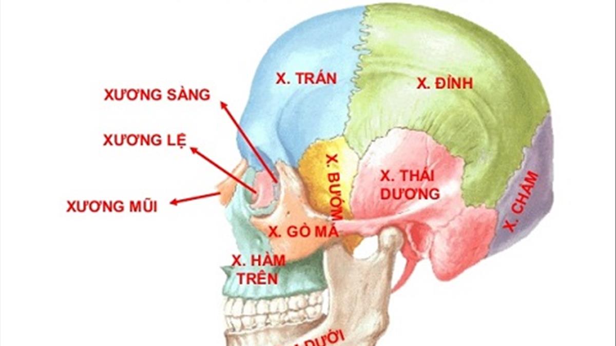 NGƯỜI CÓ ĐẦU NHỌN VÀ Ý NGHĨA TRONG TƯỚNG SỐ