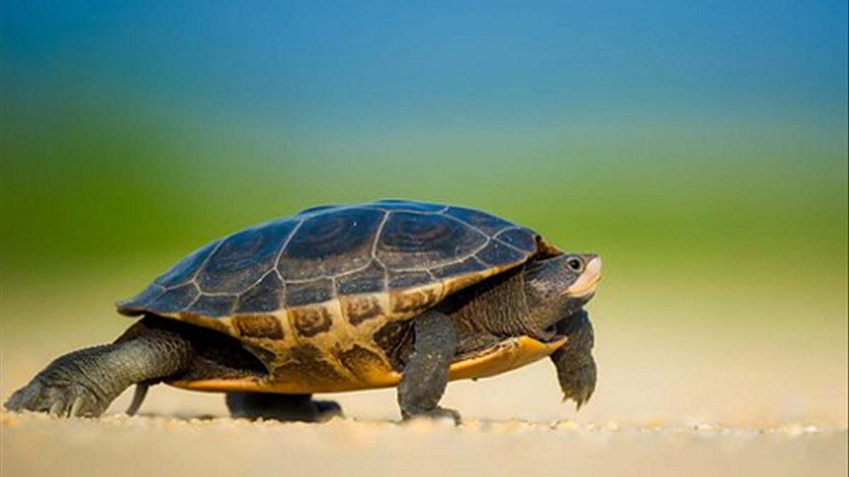 Mơ thấy rùa liệu có may mắn tiền bạc và trường thọ?