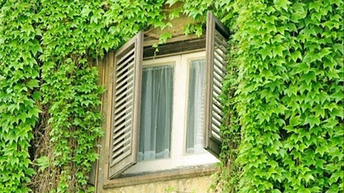 Muốn bình an, may mắn hãy trồng ngay cây thường xuân