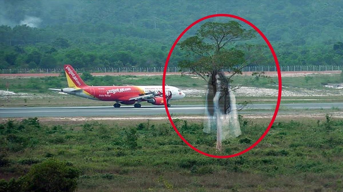 CÂY MAI VÀNG RỰC RỠ BIỂU TƯỢNG CỦA MAY MẮN NGÀY TẾT VIỆT