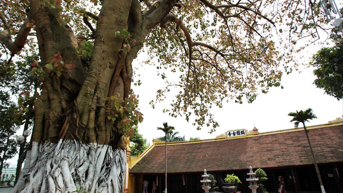 Cây Bồ đề mọc trước nhà là tốt hay xấu? Nên lưu ý gì khi trồng?