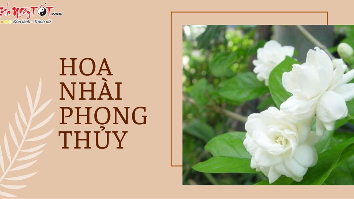 trang dep hoa nhai