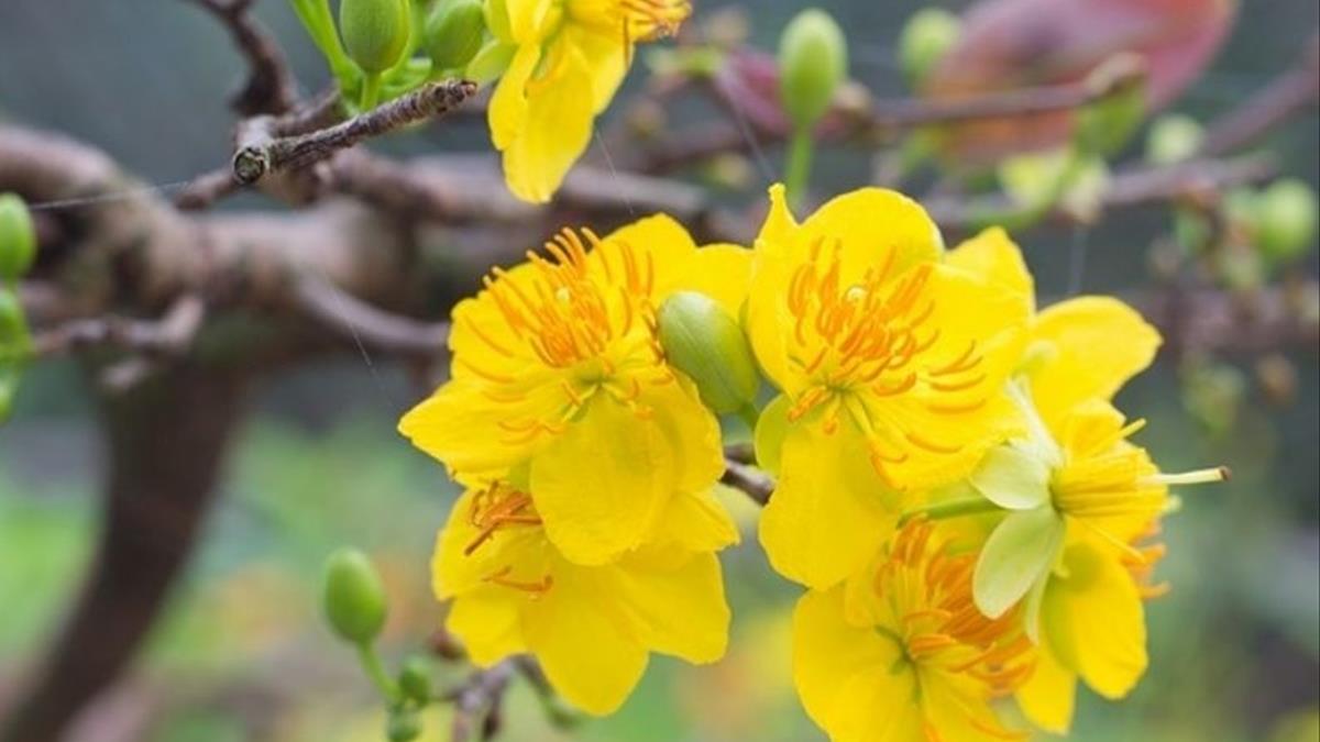 Hướng dẫn kỹ thuật tạo dáng cho cây mai vàng đơn giản CAY-HOA-MAI-Diem-tot-ve-su-sung-tuc,-giau-sang-cho-moi-gia-dinh-dau-nam-moi