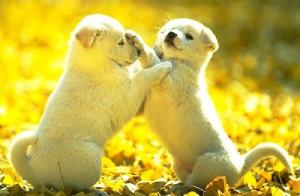 6 loài động vật gặp là rước hên vào người