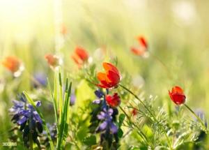 Tử vi thứ Sáu của 12 con giáp (2/10/2015)