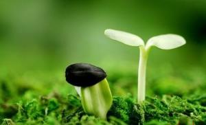 Luận giải lá số Tham Lang đóng tại cung