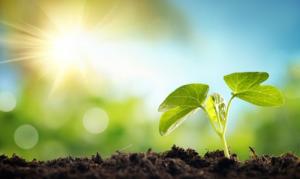 Thái Dương tọa mệnh - cách cục xưa, nay đổi khác