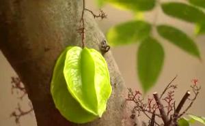 Phong thủy cho hàng rào (phần cuối)