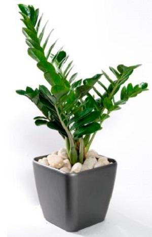 Chọn loại hoa cảnh để trong nhà theo phong thủy