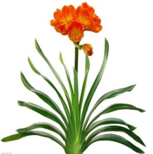 Bài trí cây cảnh trong phòng ngủ hợp tuổi của gia chủ
