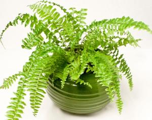 12 cung hoàng đạo hợp với cây gì?