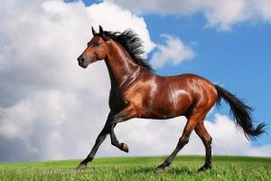 Doanh nhân tuổi Ngọ