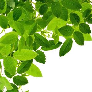 Tên thuộc vần D có mang lại may mắn?