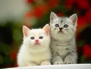 Những ngày, giờ người tuổi Mão nên tránh