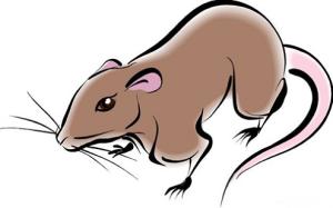 Sự nghiệp của người tuổi Tý thuộc cung Bạch Dương