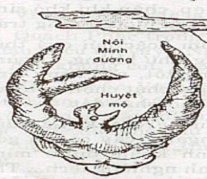 Trung minh đường là gì?