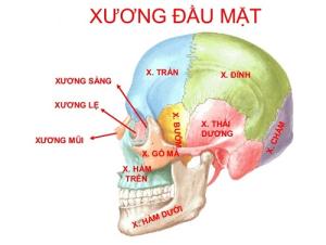 Coi vận mệnh con người qua xương đầu mặt