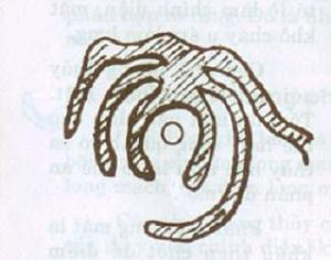 Kim ngư thủy trong phong thủy học là gì?