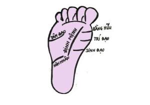 Các đường chỉ chân cơ bản