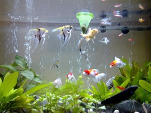 Đếm cá trong bể, đọc vị phong thủy chuẩn không cần chỉnh