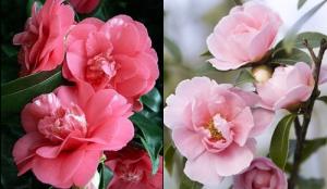 Hoa quý cát tường