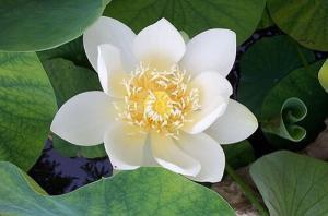 Sống hạnh phúc hơn với 10 nghiệp lành của đạo Phật (phần 2)