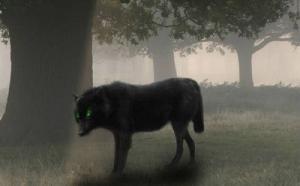 Truy tìm nguồn gốc loài chó có ánh mắt giết người