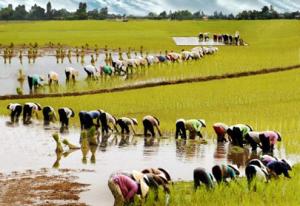 Phát tài với giấc mơ đi cấy