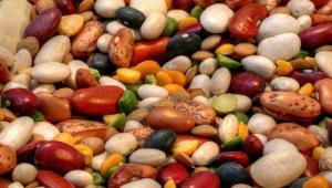 Hạt đậu bé nhỏ chứa đựng ý nghĩa to lớn