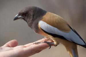 Chim khách tới nhà, đón khách từ xa