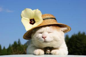 Những điều khiến Bảo Bình reo lên thích thú