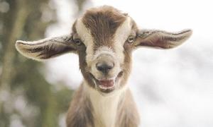 Xem tử vi trọn đời cho người sinh ngày Kỷ Mùi