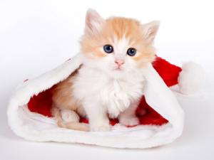 Xem tử vi trọn đời cho người sinh ngày Quý Mão