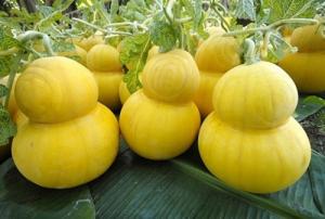 Sững sờ quả độc giá bạc triệu xuân Bính Thân