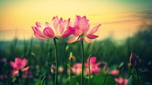 Tiêu tán thiện nghiệp vì 4 sai lầm đáng trách