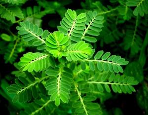 Xem ngày tốt xấu trị bách bệnh tiêu tan: Thứ Năm 20/10/2016