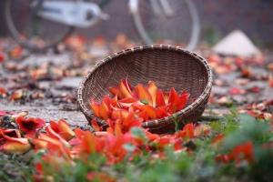 4 sắc hoa sáng bừng tiết Xuân Phân