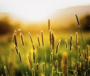 Tử vi Thứ Ba của 12 cung hoàng đạo (12/04/2016)