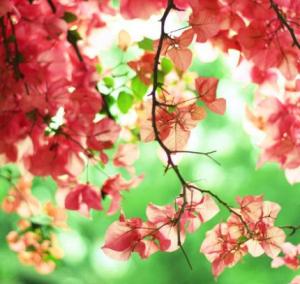 Tử vi Thứ 6 của 12 cung hoàng đạo (22/04/2016)