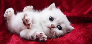 Xem tử vi trọn đời cho người sinh ngày Kỷ Mão