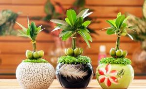 Phương pháp khai vận phong thủy để 6 tháng cuối năm hốt bạc