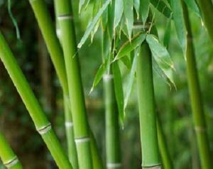 Muốn tăng gia vận hãy chọn cây trúc