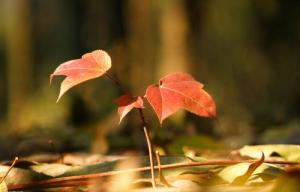 Tử vi thứ 6 của 12 cung hoàng đạo (24/06/2016)