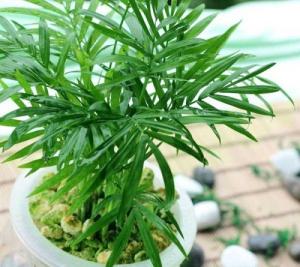 4 vật phẩm phong thủy tốt lành, sắm ngay để đỗ đầu bảng vàng