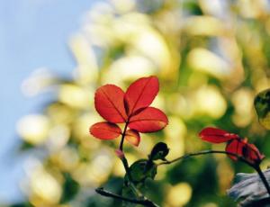 Luận Giải Tam Phục Thiên, ngày Lục Tà xâm chiếm âm dương đất trời