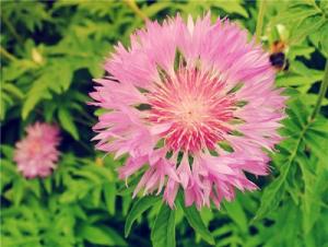 Tử vi Thứ 3 của 12 cung hoàng đạo (12/07/2016)