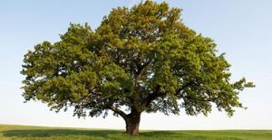 Tổng hợp ý nghĩa các nạp âm hành Mộc