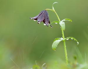 Tử vi Thứ 2 của 12 cung hoàng đạo (08/08/2016)