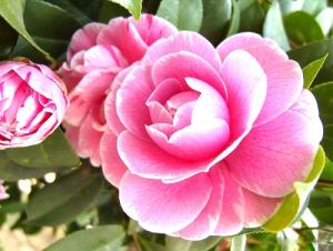 Loài hoa biểu trưng của 12 con giáp