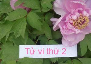 Tử vi thứ 2 ngày 19/09/2016 của 12 cung hoàng đạo